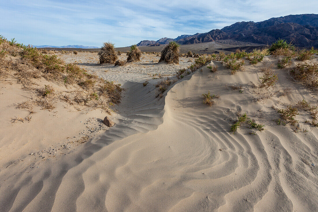 Pfeilkraut, Pluchea sericea, wächst am Rande der Dünenfelder im Death Valley National Park in der Mojave-Wüste, Kalifornien
