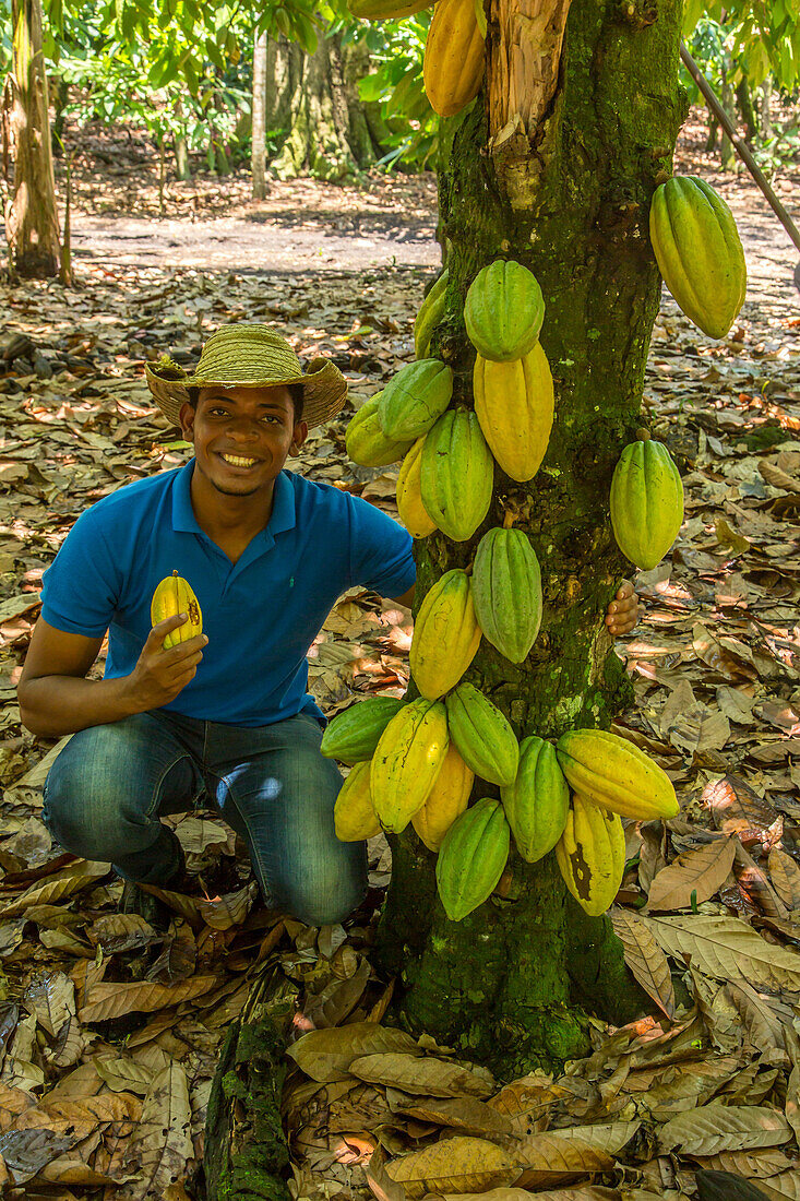 Ein Arbeiter mit Kakaobohnenschoten auf einer Kakaoplantage in der Dominikanischen Republik