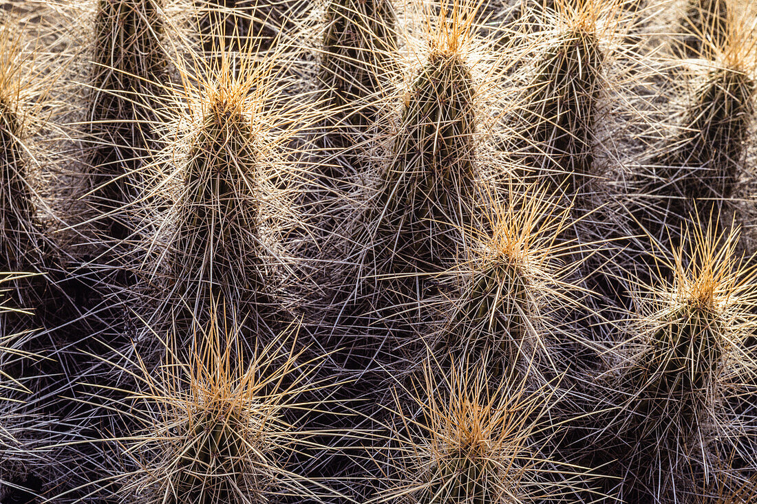 A Strawberry Hedgehog Cactus, Genus Echinocereus, in Big Bend National Park in Texas.