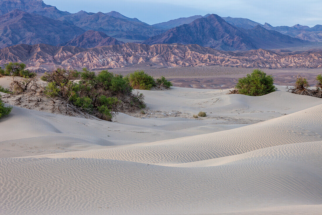Mesquite-Bäume in den Dünen der Mesquite Flat Sanddünen im Death Valley National Park in der Mojave-Wüste in Kalifornien. Dahinter die Black Mountains
