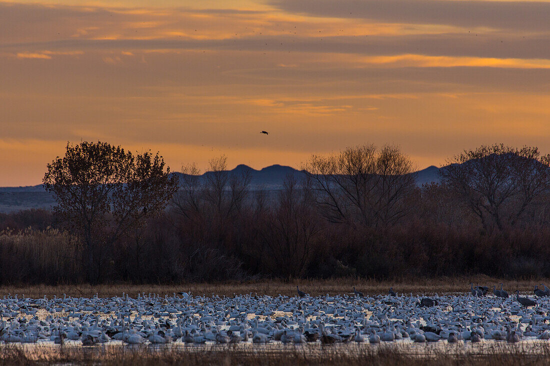 Flock of snow geese & sandhill cranes in a pond before sunrise at Bosque del Apache National Wildlife Refuge in New Mexico.