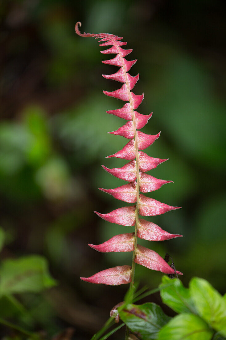 Eine Pflanze in den Bergen des Nationalparks Valle Nuevo in der Dominikanischen Republik
