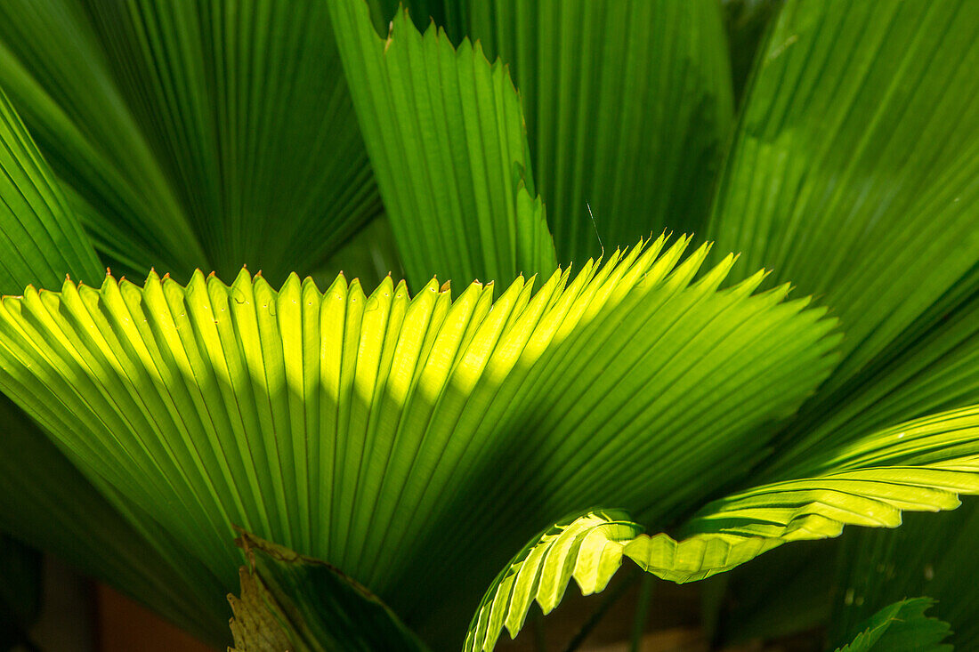 Pinnate leaves of a fan palm on a cacao plantation in the Dominican Republic.