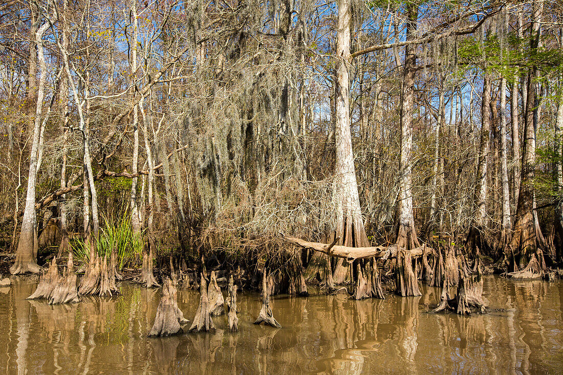 Cypress knees and bald cypress trees in Lake Dauterive in the Atchafalaya Basin or Swamp in Louisiana.