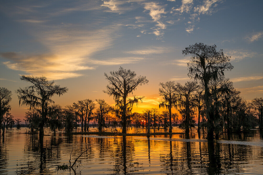 Colorful skies at sunrise over bald cypress trees in a lake in the Atchafalaya Basin in Louisiana.