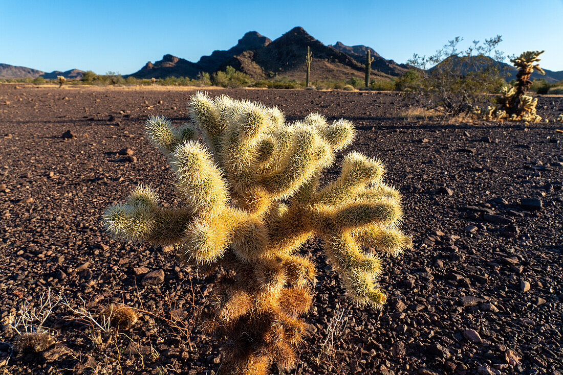 Teddy Bear Cholla, Cylindropuntia bigelovii, in der Sonoran-Wüste bei Quartzsite, Arizona