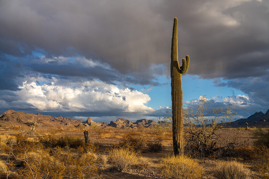 Ein Saguaro-Kaktus mit Virga aus den Wolken vor den Plomosa Mountains in der Sonoran-Wüste bei Quartzsite, Arizona