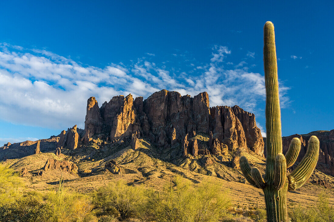 Palo verde trees, saguaro cactus and Superstition Mountain. Lost Dutchman State Park, Apache Junction, Arizona.