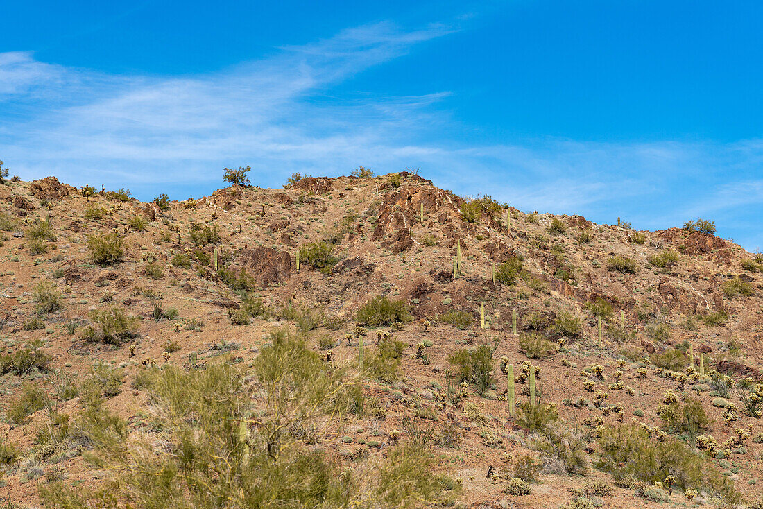 Saguaro-Kakteen und Teddy Bear Cholla in den Plomosa Mountains in der Sonoran-Wüste bei Quartzsite, Arizona