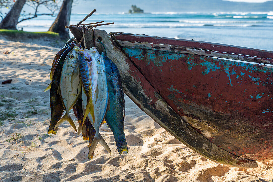 A fisherman's catch on his boat on the beach at Bahia de Las Galeras on the Samana Peninsula, Dominican Republic.