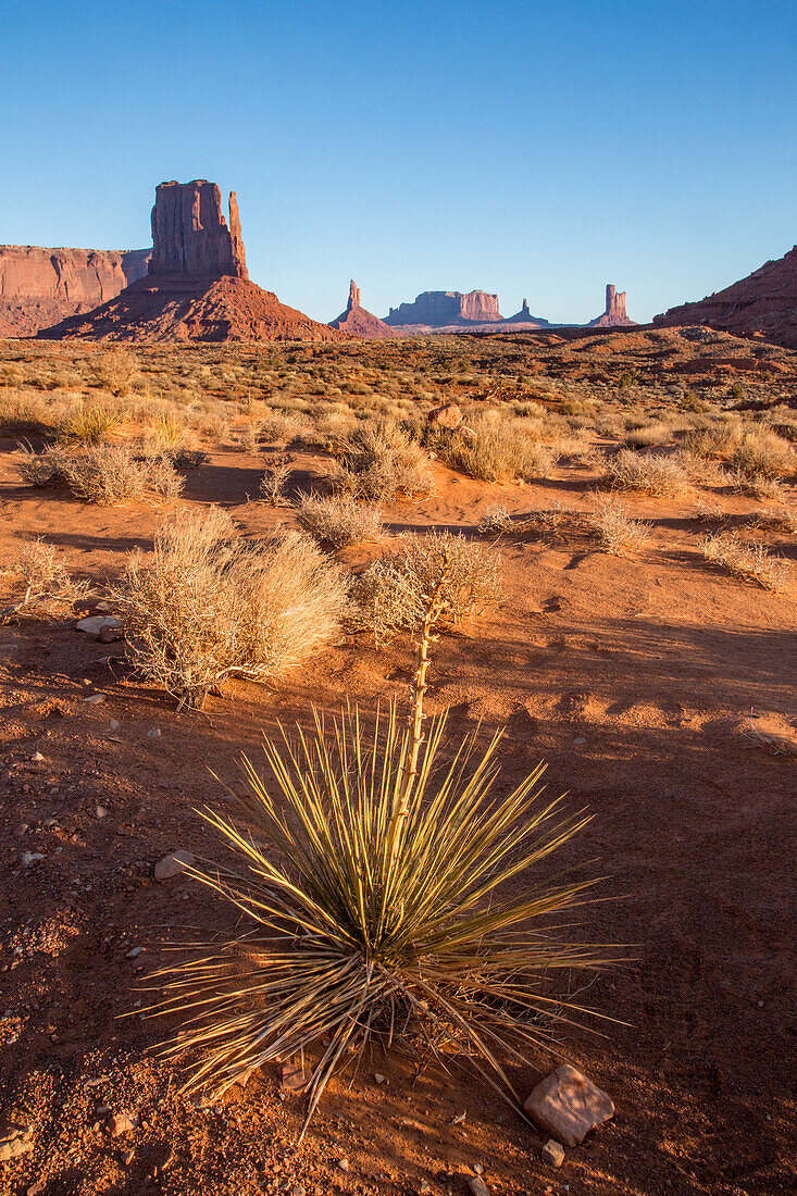 A yucca plant in front of the Utah monuments and the West Mitten in the Monument Valley Navajo Tribal Park in Arizona.