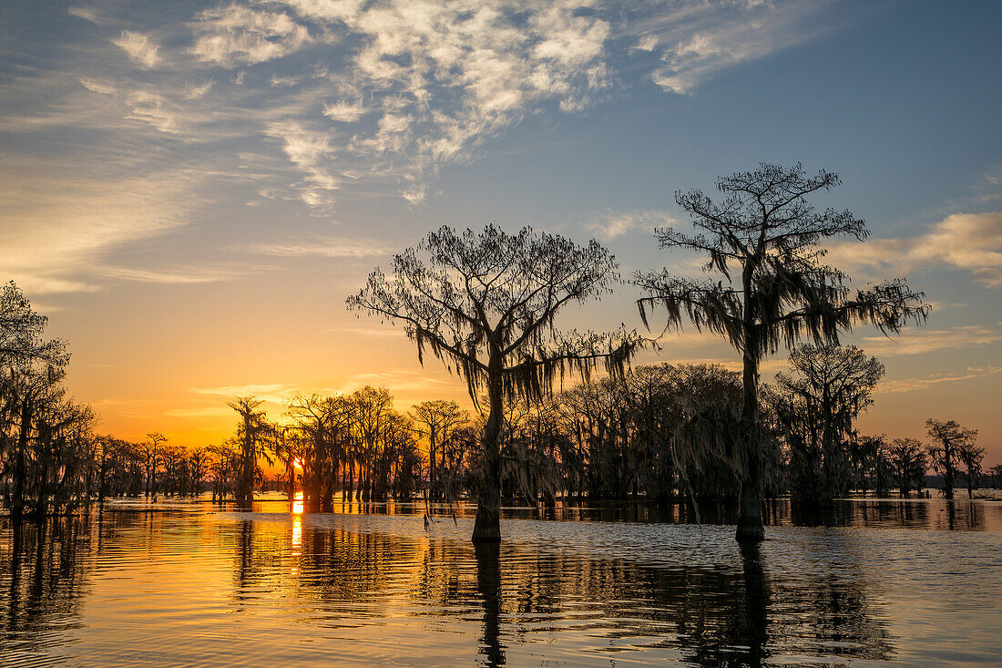 Colorful skies at sunrise over bald cypress trees in a lake in the Atchafalaya Basin in Louisiana.