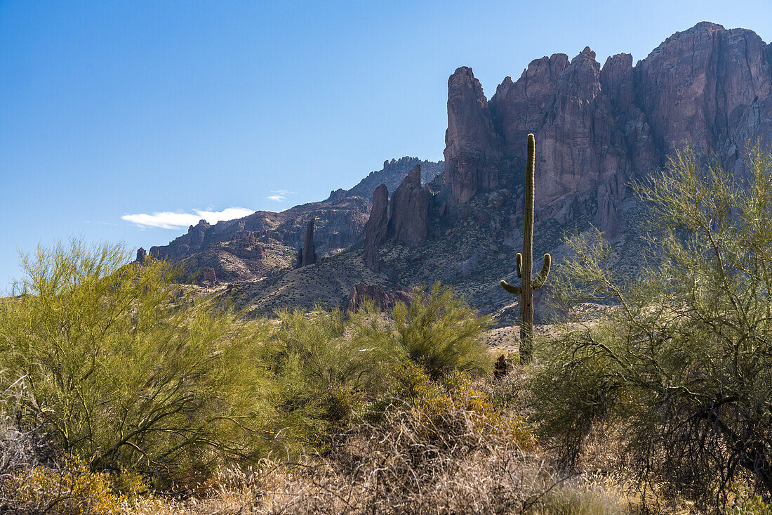 Palo verde trees, saguaro cactus and the Superstition Mountain range from Lost Dutchman State Park, Apache Junction, Arizona.