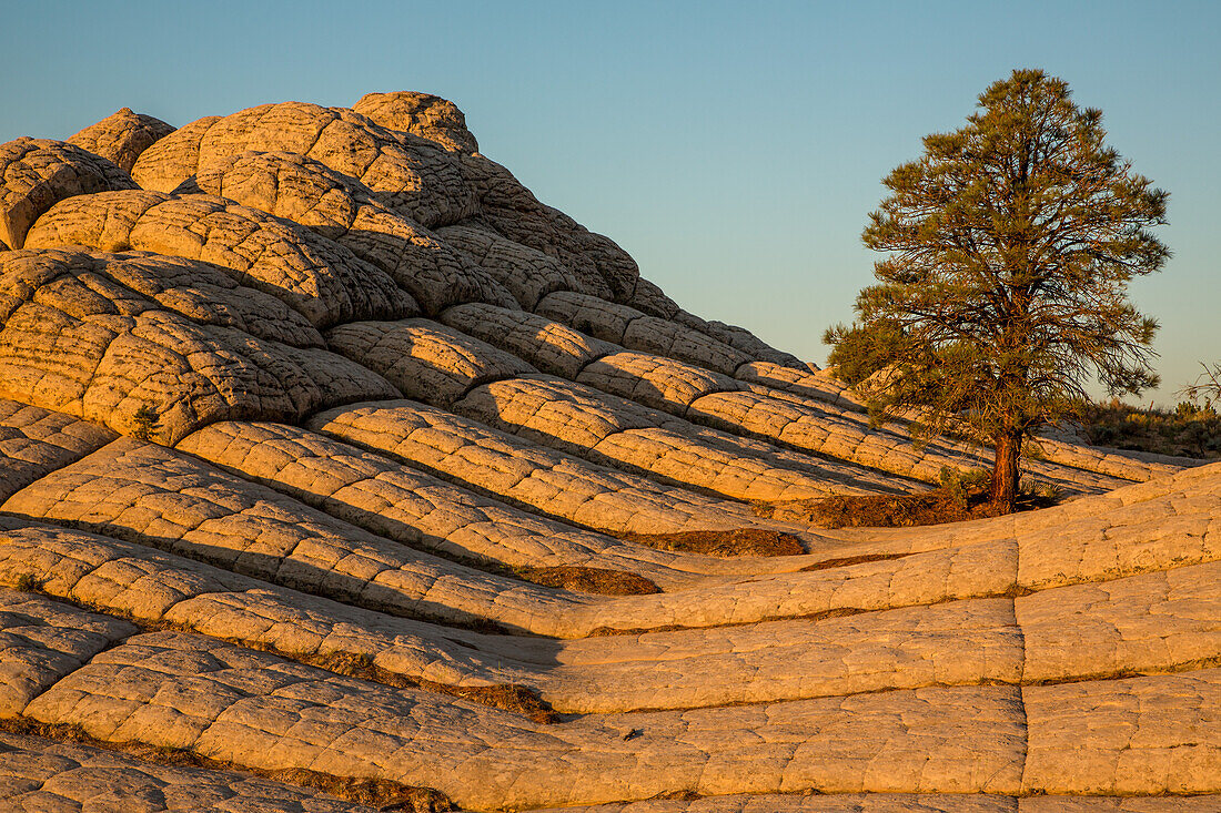 Pondersa pine tree & white pillow rock in the White Pocket Recreation Area, Vermilion Cliffs National Monument, Arizona.