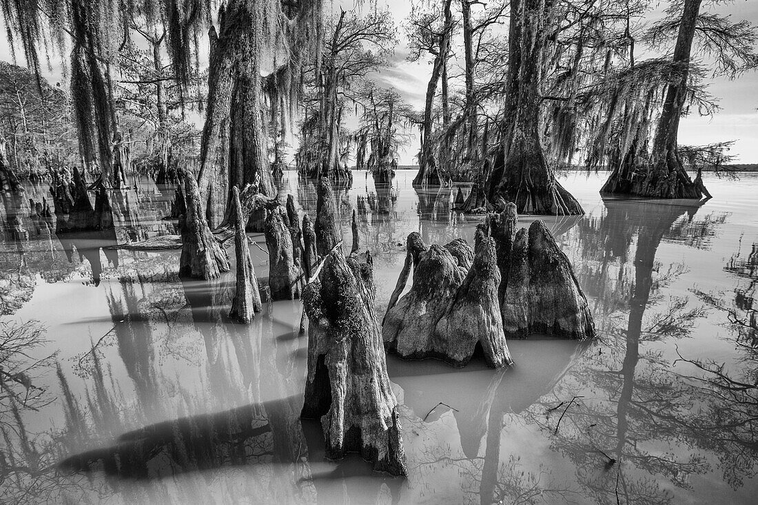 Cypress knees and bald cypress trees draped with Spanish moss in Lake Dauterive in the Atchafalaya Basin or Swamp in Louisiana.