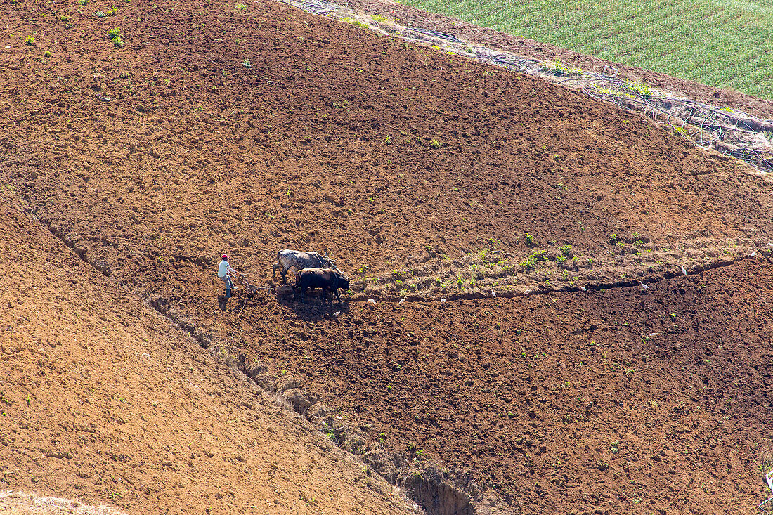 Plowing with oxen on a farm near Constanza in the Dominican Republic. Most of the vegetables in the country are raised here.