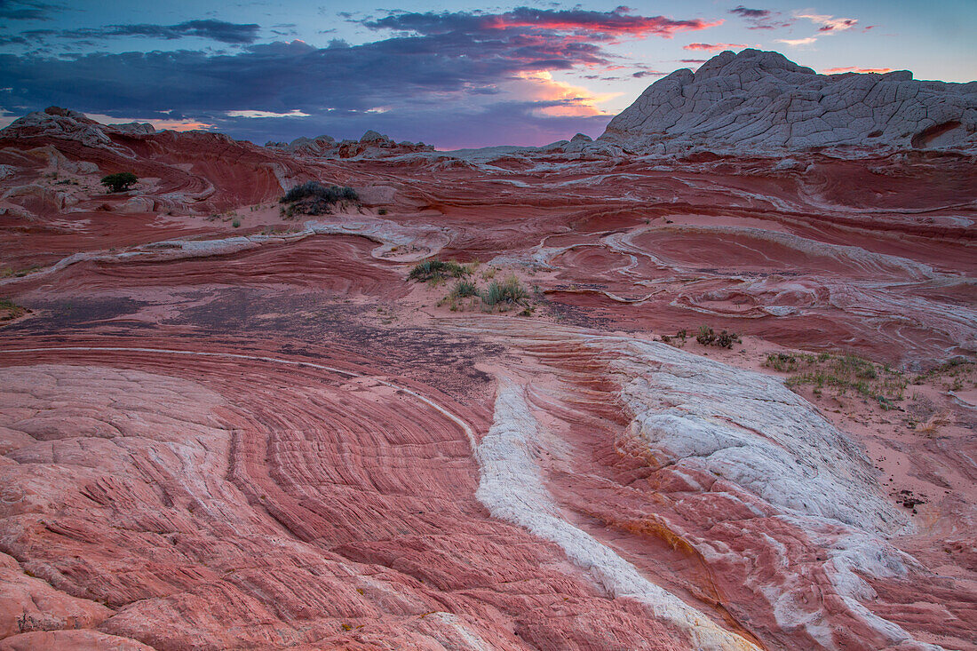 Erodierter weißer Pillow Rock oder Brain Rock Sandstein in der White Pocket Recreation Area, Vermilion Cliffs National Monument, Arizona. Sowohl der rote als auch der weiße Sandstein sind Navajo-Sandstein, aber der rote hat mehr Eisenoxidanteil