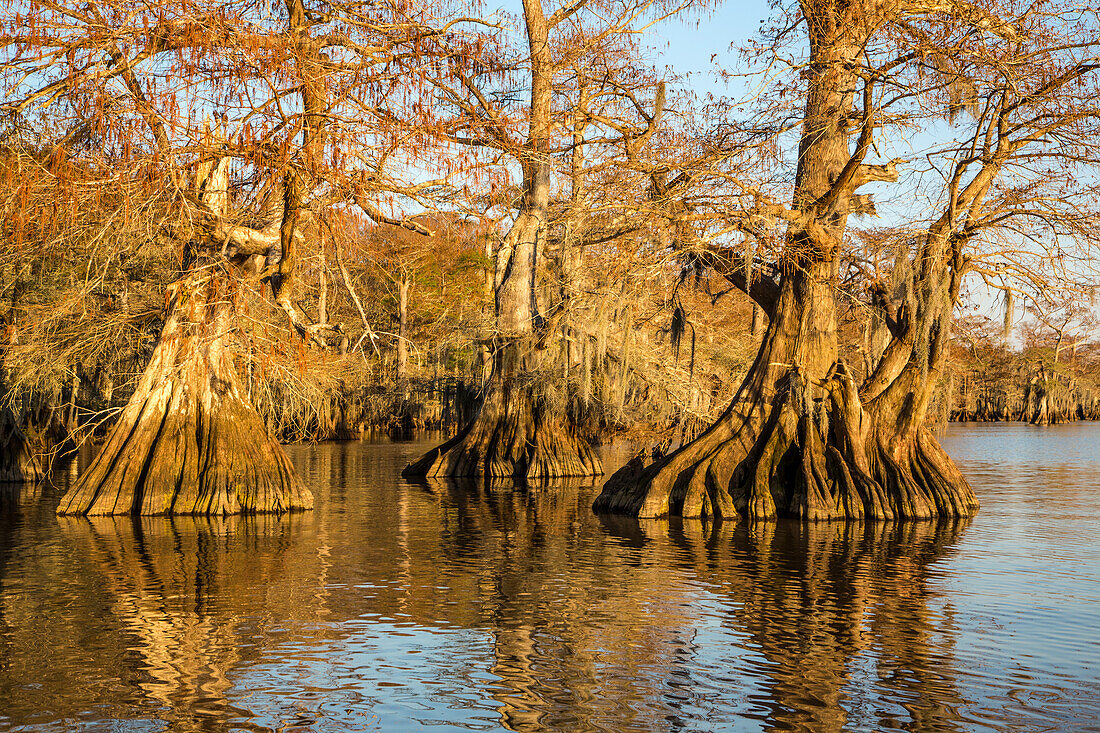 Old-growth bald cypress trees in Lake Dauterive in the Atchafalaya Basin or Swamp in Louisiana.