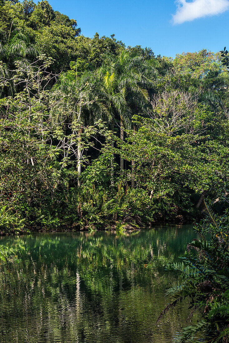 Kleiner See im Regenwald in der Dominikanischen Republik