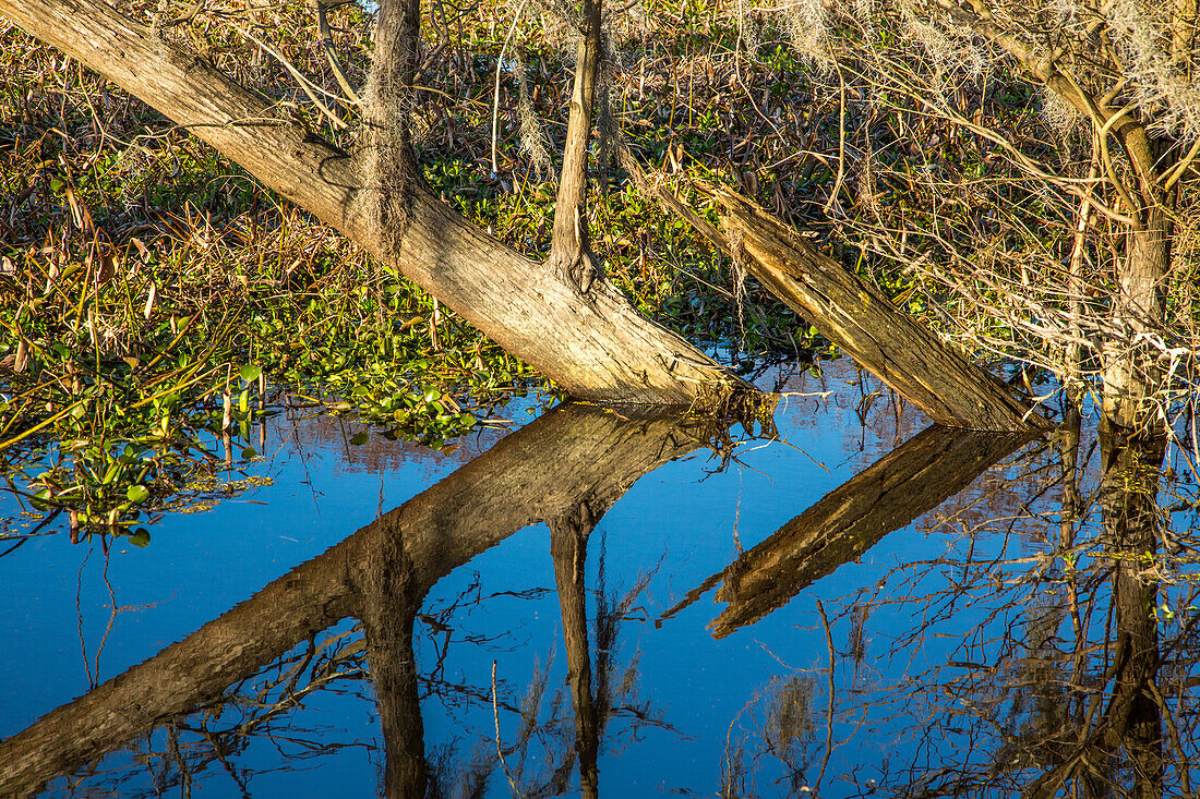 Fallen tree trunks reflected in a lake in the Atchafalaya Basin in Louisiana. Invasive water hyacinth covers the water.