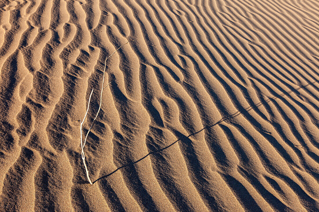 A dead stick in the Mesquite Flat Sand Dunes near Stovepipe Wells in the Mojave Desert in Death Valley National Park, California.