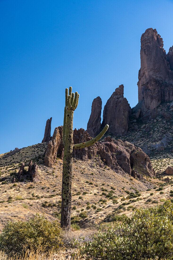 Saguaro-Kaktus und die Superstition Mountain-Kette vom Lost Dutchman State Park, Apache Junction, Arizona
