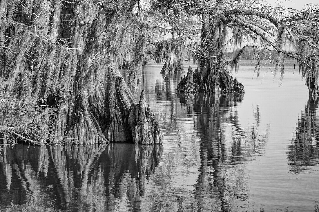 Cypress knees and old-growth bald cypress trees in Lake Dauterive in the Atchafalaya Basin or Swamp in Louisiana.