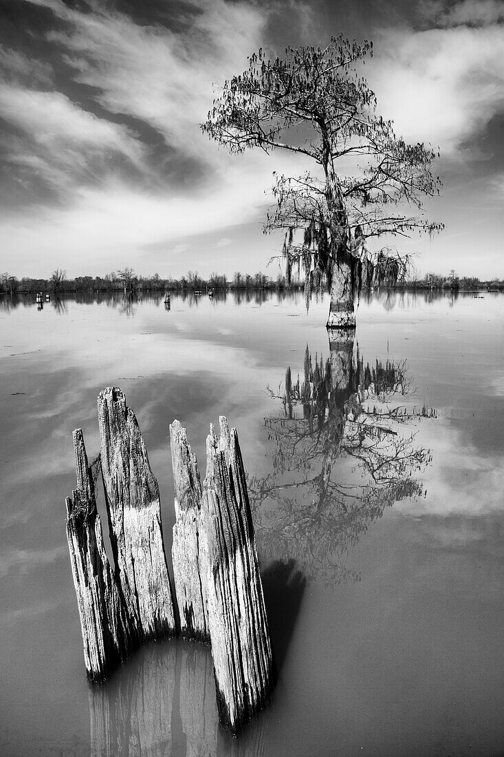 A bald cypress tree and remnant stump reflected in a lake in the Henderson Swamp in the Atchafalaya Basin in Louisiana.