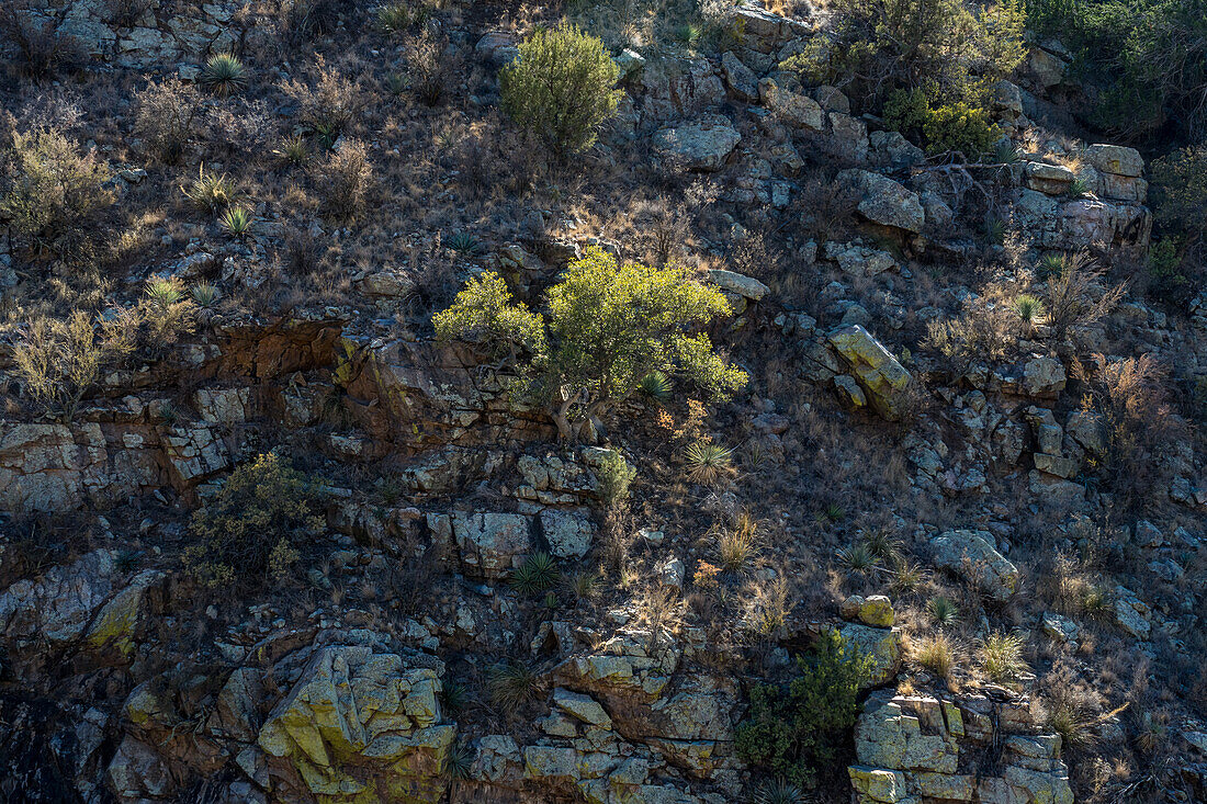 Wüstenpflanzen an der steilen Wand des Box Canyon in der Sonoran-Wüste südlich von Tucson, Arizona