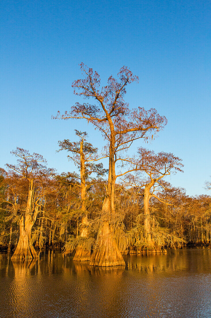 Old-growth bald cypress trees in Lake Dauterive draped with Spanish moss in the Atchafalaya Basin or Swamp in Louisiana.