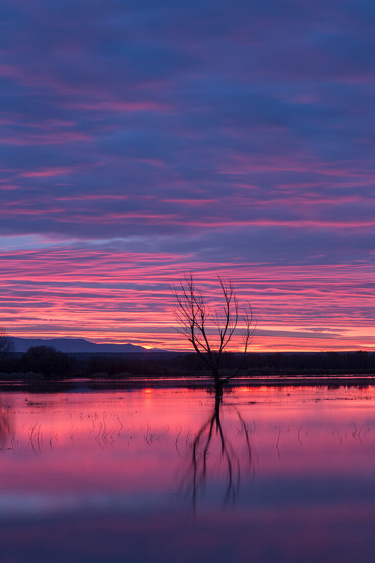Farbenfrohe Wolken über einem Teich vor Sonnenaufgang im Bosque del Apache National Wildlife Refuge in New Mexico
