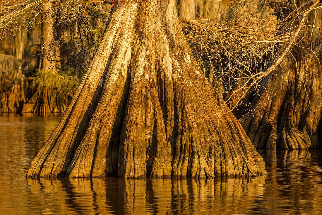 An old-growth bald cypress tree trunk with cypress knees in Lake Dauterive in the Atchafalaya Basin or Swamp in Louisiana.