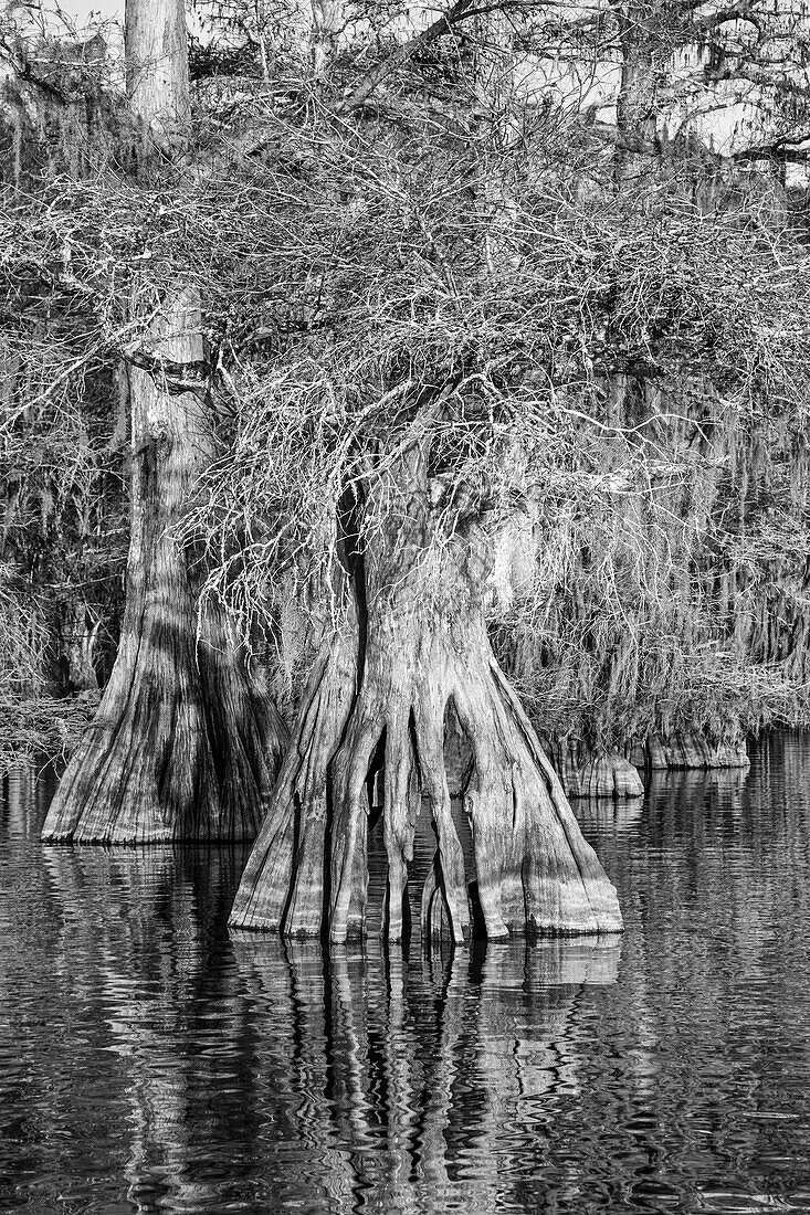 Altgewachsene Sumpfzypressen im Dauterive-See im Atchafalaya-Becken oder -Sumpf in Louisiana