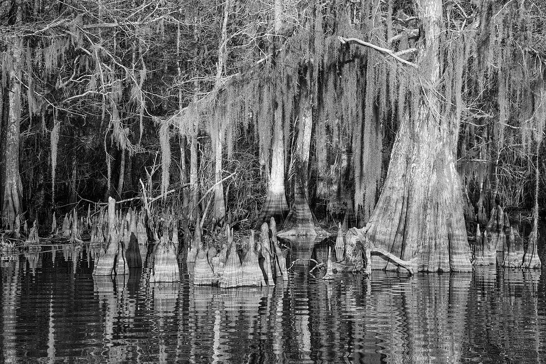 Zypressenknie und Spanisches Moos auf altgewachsenen Sumpfzypressen im Dauterive-See im Atchafalaya-Becken in Louisiana