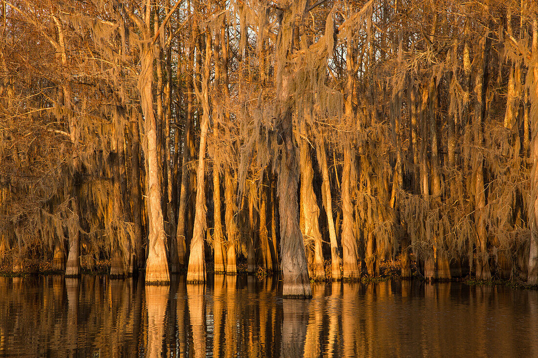 Golden sunrise light on bald cypress trees draped with Spanish moss in a lake in the Atchafalaya Basin in Louisiana.