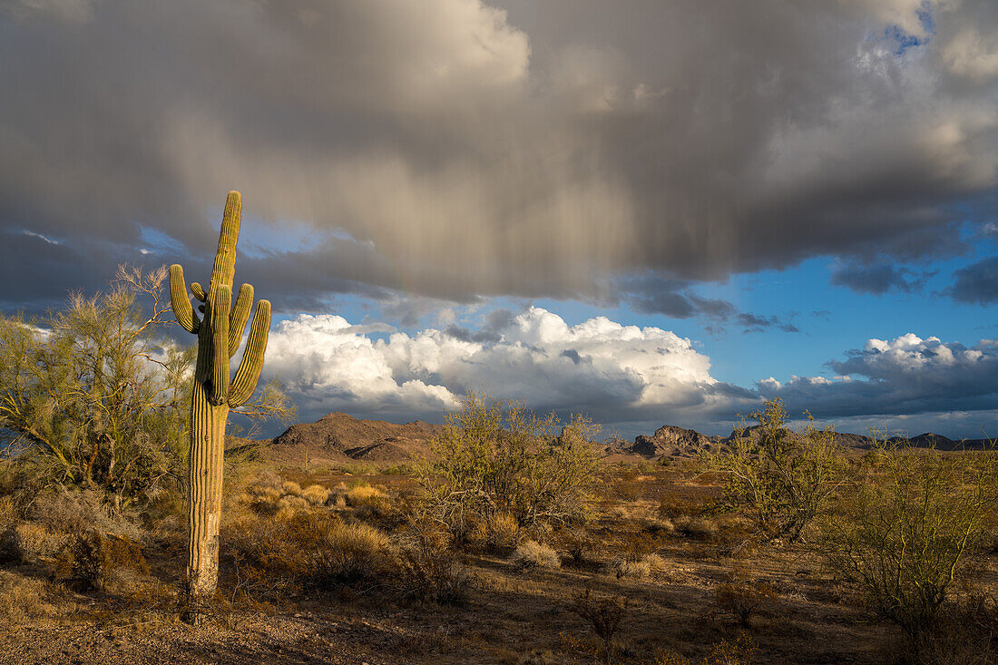 Virga über einem Saguaro-Kaktus und den Plomosa-Bergen bei Sonnenuntergang in der Sonoran-Wüste bei Quartzsite, Arizona