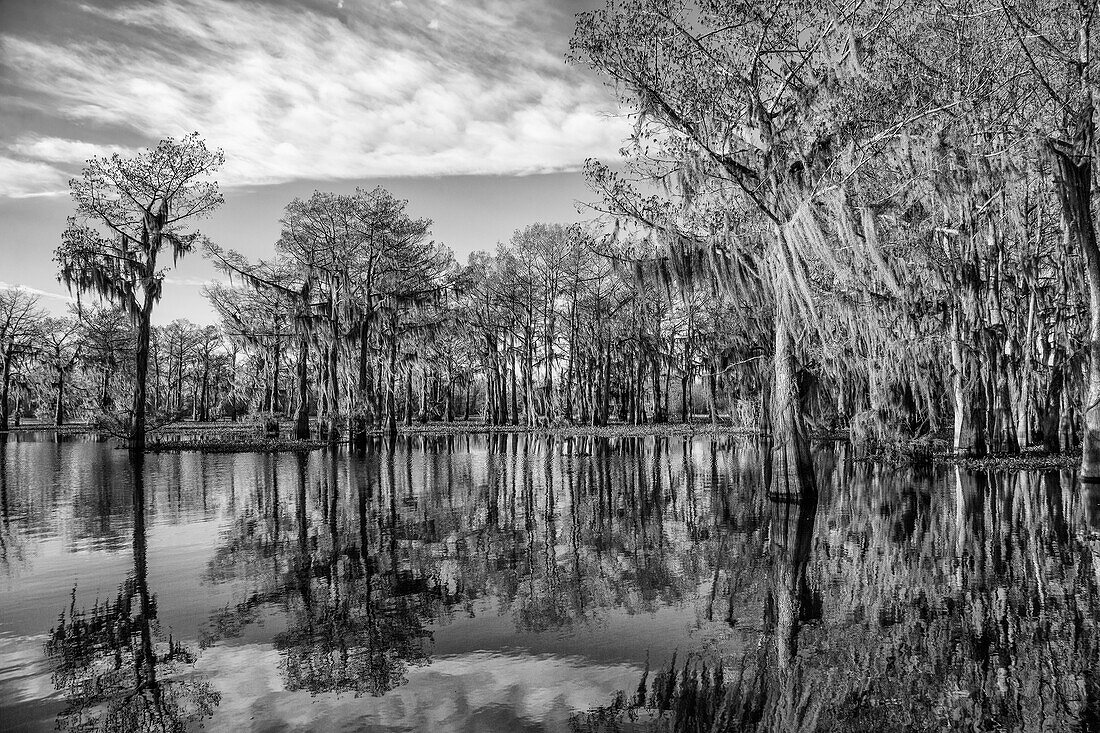 Kahle, mit spanischem Moos bewachsene Zypressen spiegeln sich in einem See im Atchafalaya-Becken in Louisiana. Die invasive Wasserhyazinthe bedeckt das Wasser
