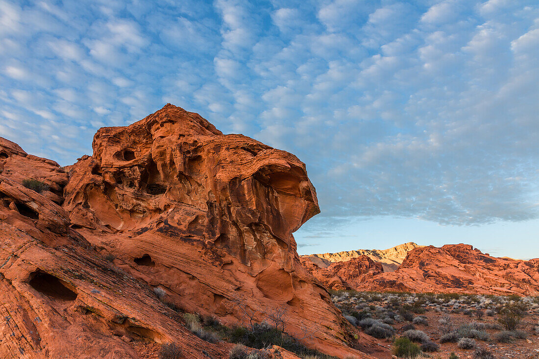 Desert plants and colorful eroded Aztec sandstone formations in Valley of Fire State Park in Nevada.
