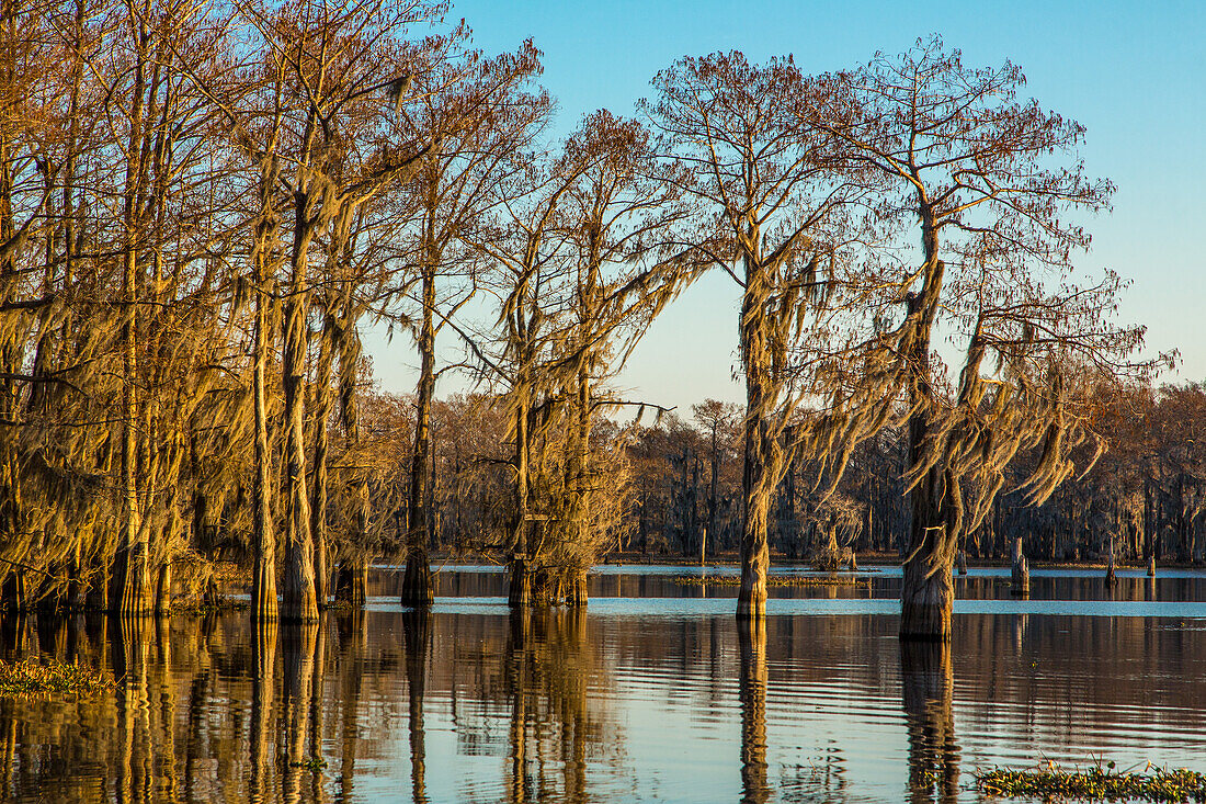 Golden sunrise light on bald cypress trees draped with Spanish moss in a lake in the Atchafalaya Basin in Louisiana.