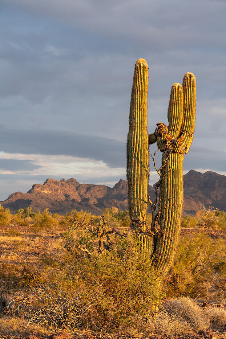 Ein alter Saguaro-Kaktus, Carnegiea gigantea, in der Sonoran-Wüste bei Quartzsite, Arizona. vor den Plomosa Mountains in der Sonoran-Wüste bei Quartzsite, Arizona