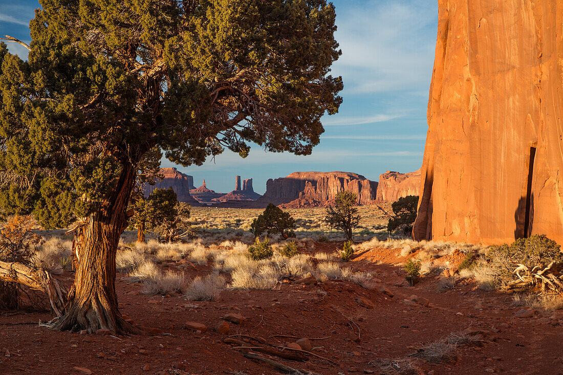Monument Valley framed by a Utah Juniper tree in the Monument Valley Navajo Tribal Park in Arizona & Utah.