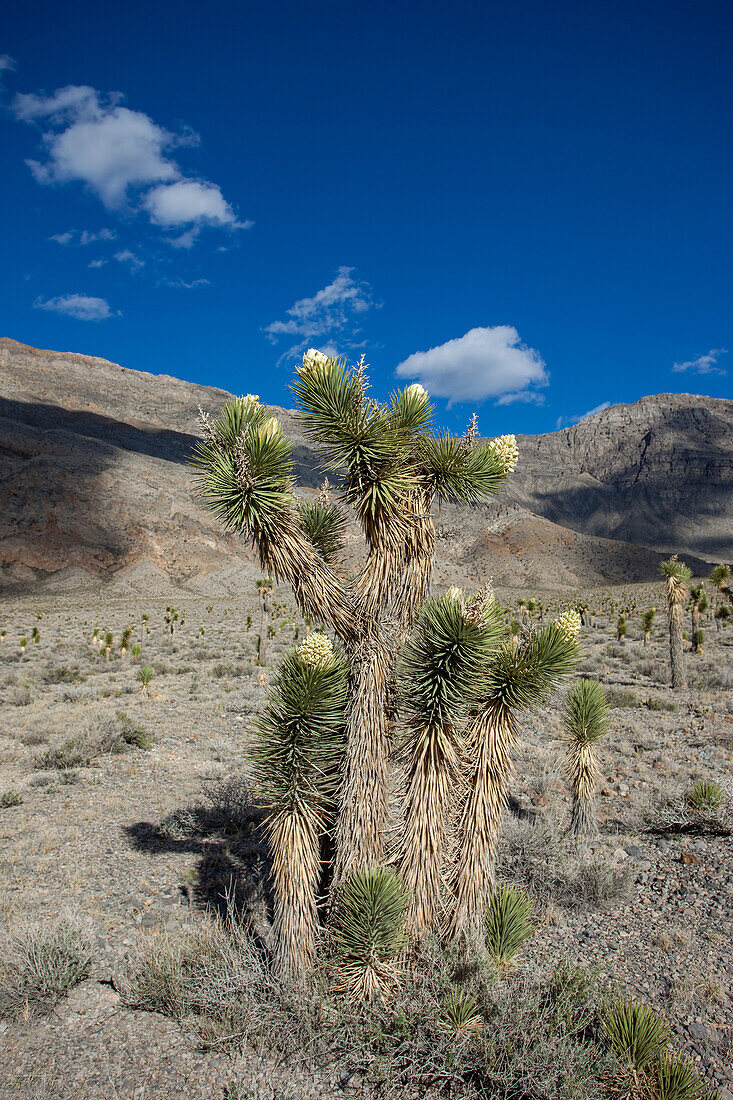 Joshua Tree, Yucca brevifolia, blüht im Frühling im Death Valley National Park in der Mojave-Wüste in Kalifornien