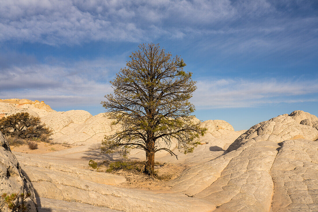Pondersa pine tree & white pillow rock in the White Pocket Recreation Area, Vermilion Cliffs National Monument, Arizona.