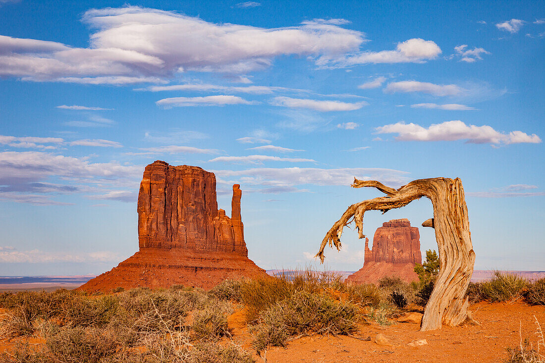 A dead tree frames the East Mitten Butte in the Monument Valley Navajo Tribal Park in Arizona.