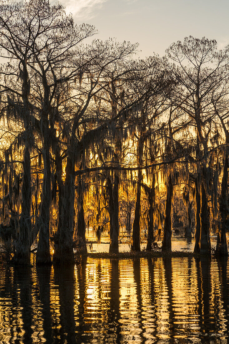 Das Licht des Sonnenaufgangs zeichnet die Silhouetten der mit spanischem Moos bedeckten Sumpfzypressen in einem See im Atchafalaya-Becken in Louisiana.