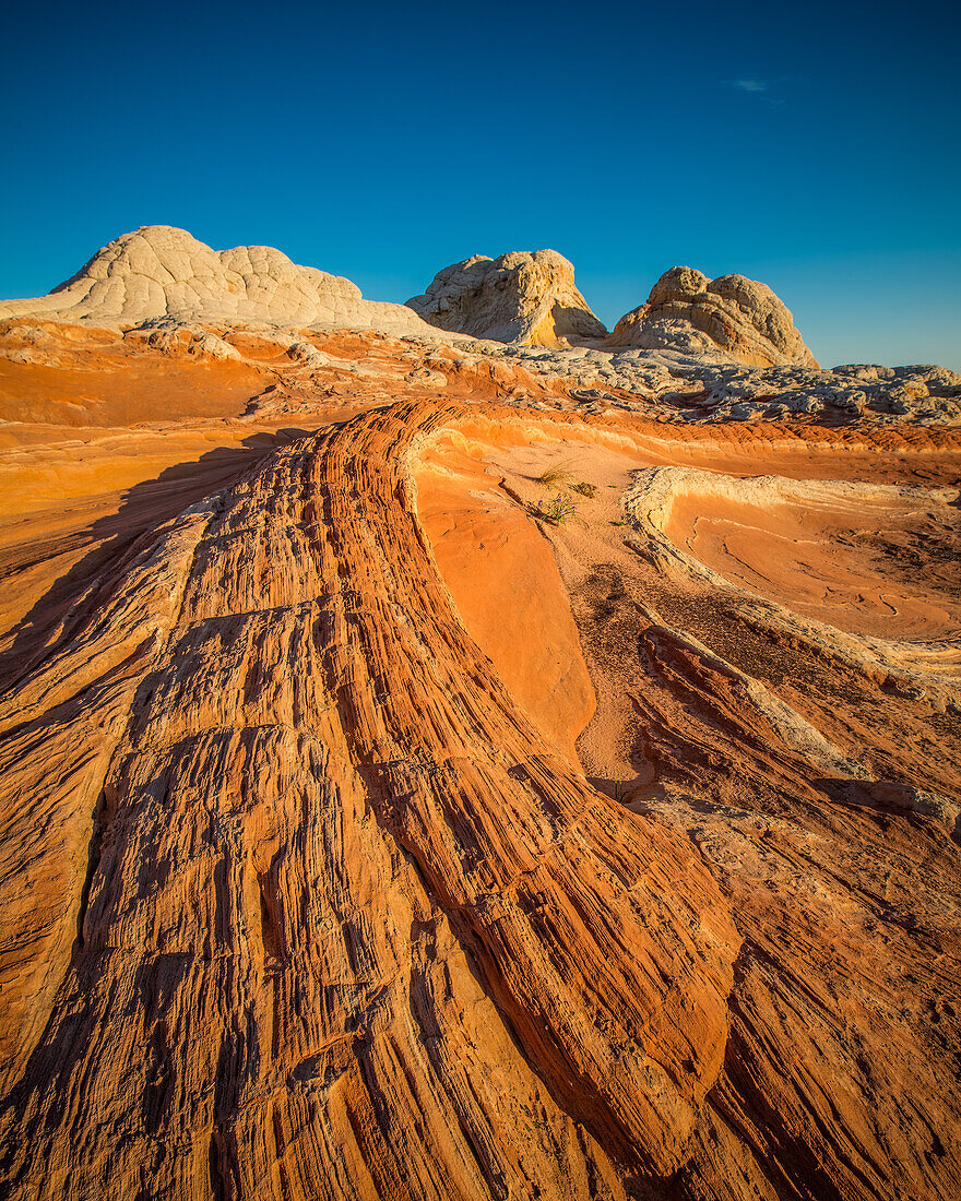 First light on the Dragon's Tail in the White Pocket Recreation Area, Vermilion Cliffs National Monument, Arizona.