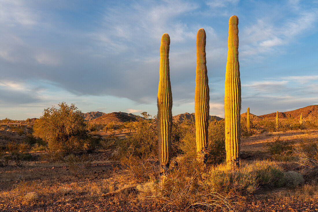 Saguaro-Kakteen, Carnegiea gigantea, vor den Plomosa-Bergen in der Sonoran-Wüste bei Quartzsite, Arizona