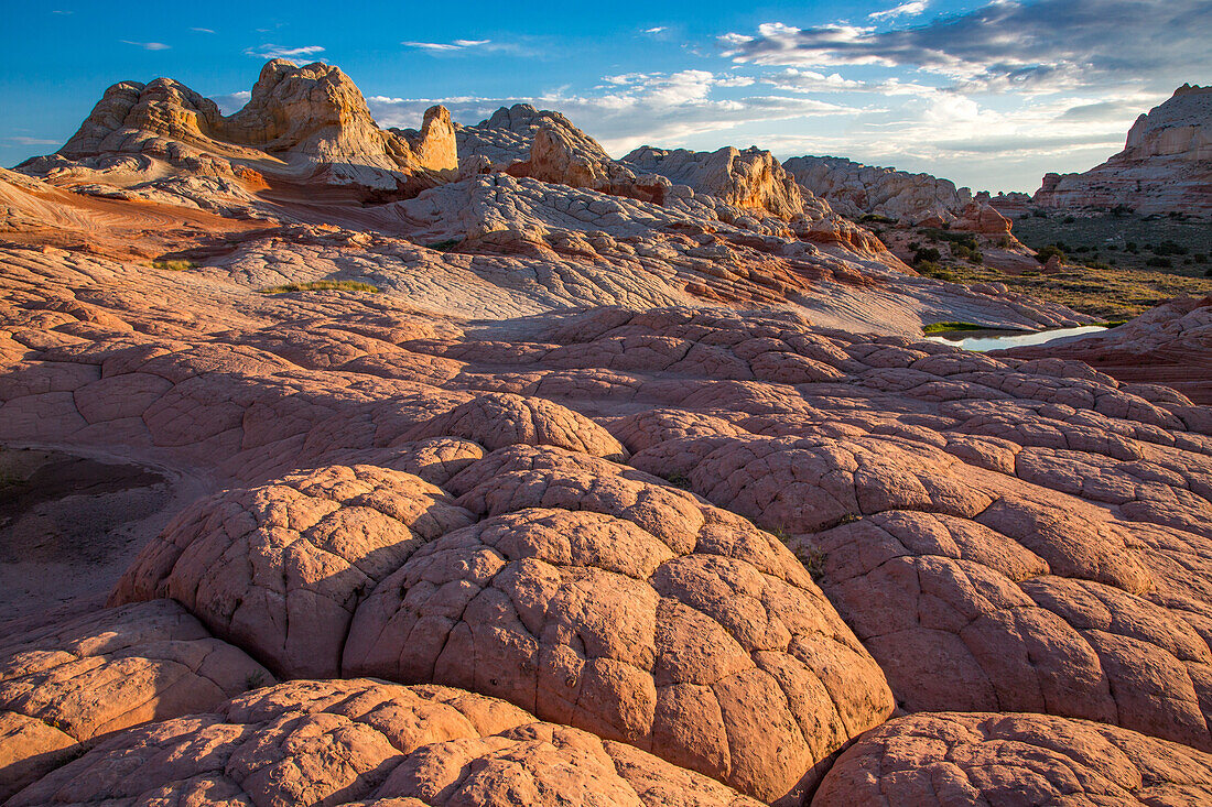 Sonnenuntergangslicht auf Navajo-Sandstein in der White Pocket Recreation Area, Vermilion Cliffs National Monument, Arizona. Diese Art von Navajo-Sandstein wird Pillow Rock oder Brain Rock genannt.
