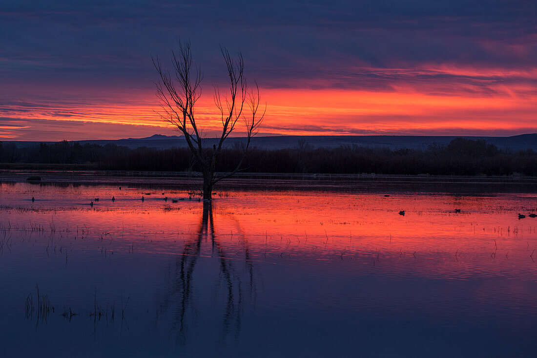 Schnatterenten beim Füttern in einem Teich vor Sonnenaufgang im Bosque del Apache National Wildlife Refuge in New Mexico