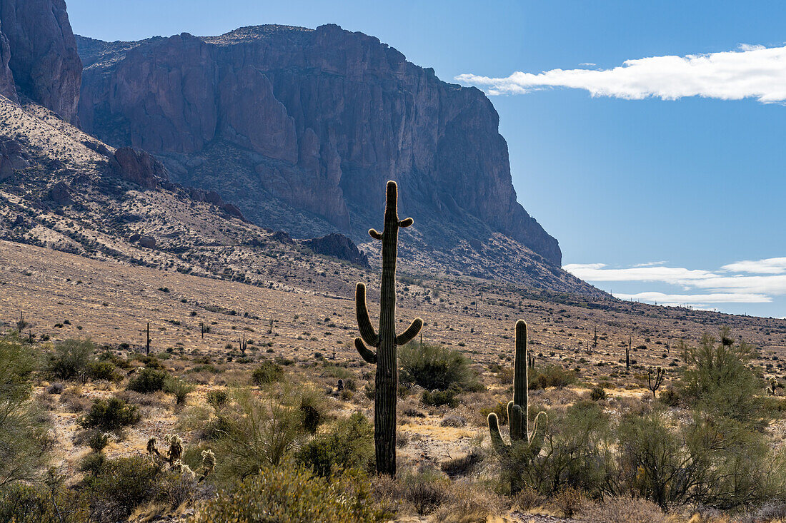 Saguaro cactus and Superstition Mountain from Lost Dutchman State Park, Apache Junction, Arizona.